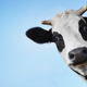 Illustration for article titled Oh, You Know. I Blew Up Some Cows Today.